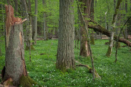 Frédéric Demeuse WALD Photography